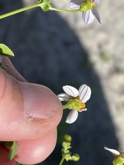 Coreocarpus parthenioides parthenioides