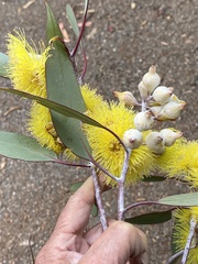 Eucalyptus woodwardii