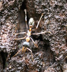 Myrmecia nigrocincta