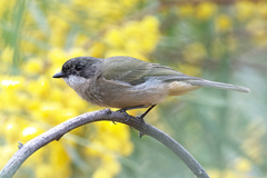 Pachycephala fuliginosa