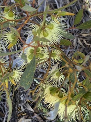Eucalyptus woodwardii
