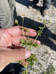 Coreocarpus parthenioides parthenioides