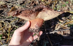 Fistulina hepatica