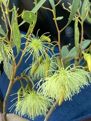 Eucalyptus woodwardii