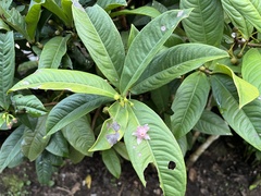 Ardisia brunnescens