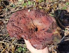 Fistulina hepatica