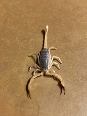 Smeringurus vachoni