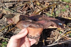 Fistulina hepatica