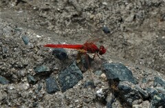 Diplacodes haematodes