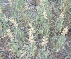 Salvia reflexa