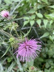 Cirsium