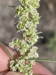 Amaranthus fimbriatus
