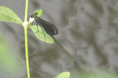 Neurobasis chinensis