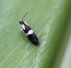 Tasmantrix calliplaca