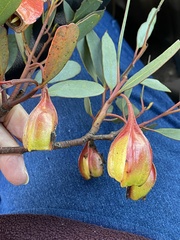 Eucalyptus dolichorhyncha