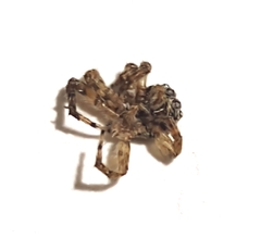 Euophryini