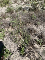 Amaranthus fimbriatus