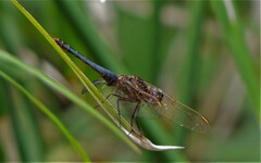 Crocothemis nigrifrons