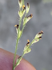 Urochloa
