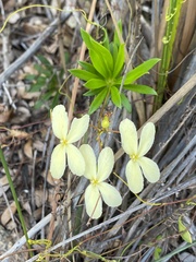Stylidium galioides