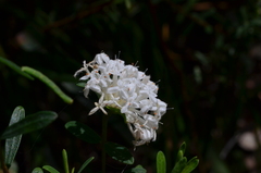 Pimelea linifolia