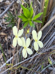 Stylidium galioides