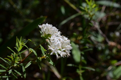 Pimelea linifolia