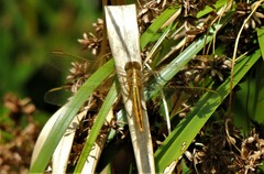 Crocothemis nigrifrons