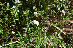 Pimelea linifolia