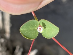 Euphorbia brandegeei