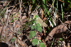 Xanthosia pilosa