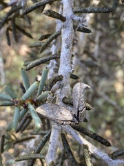 Hakea preissii
