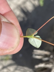 Euphorbia brandegeei