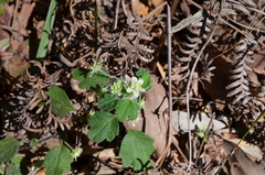 Xanthosia pilosa