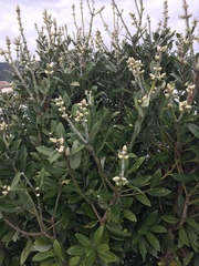 Metrosideros excelsa