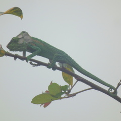 Bradypodion damaranum