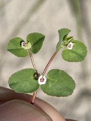 Euphorbia brandegeei