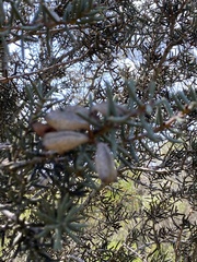 Hakea preissii