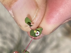 Euphorbia brandegeei