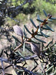 Hakea preissii