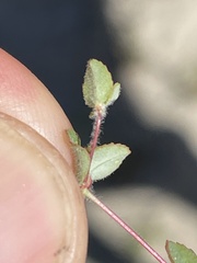 Euphorbia brandegeei