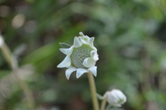 Actinotus helianthi