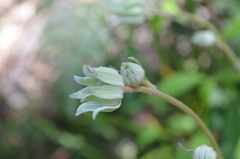 Actinotus helianthi