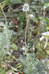 Actinotus helianthi