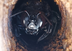 Neoxylocopa