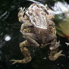 Sclerophrys capensis