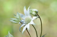 Actinotus helianthi