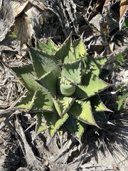 Agave margaritae