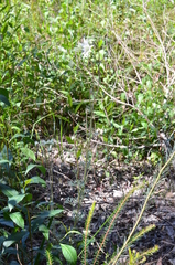 Actinotus helianthi