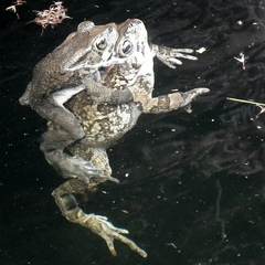 Sclerophrys capensis